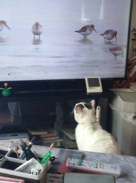 テレビに映ってる鳥を狙っているシロ君です。