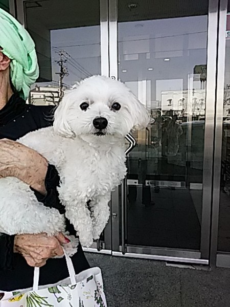 友達の犬。カメラ目線でお見送り。｢モコちゃんバイバイね｣