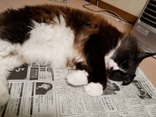 新聞の上は寝心地がいいにゃん