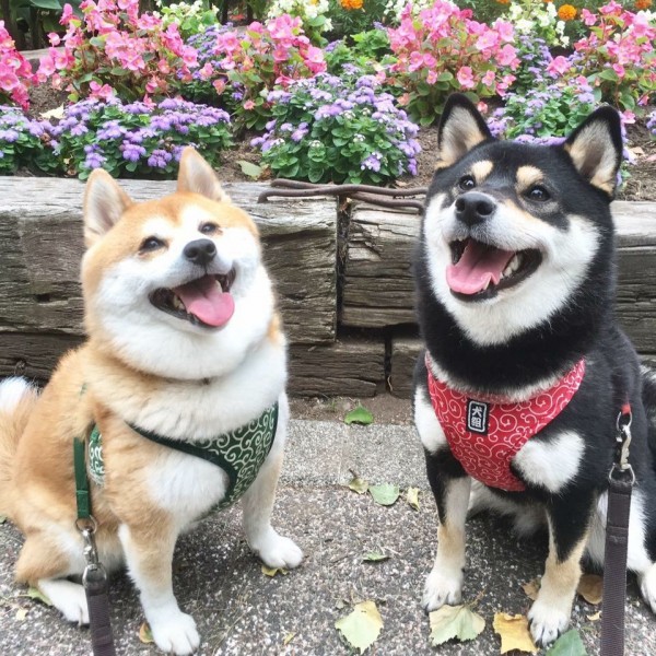  近くの公園内の花壇の前で(*^^*)