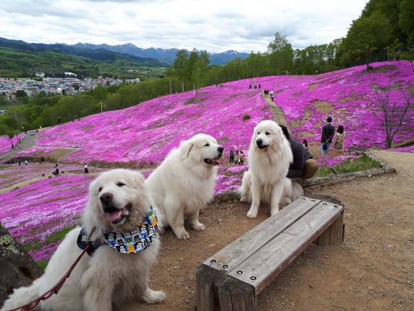 ラボ君と渓君と一緒に芝桜見てきたよ♫