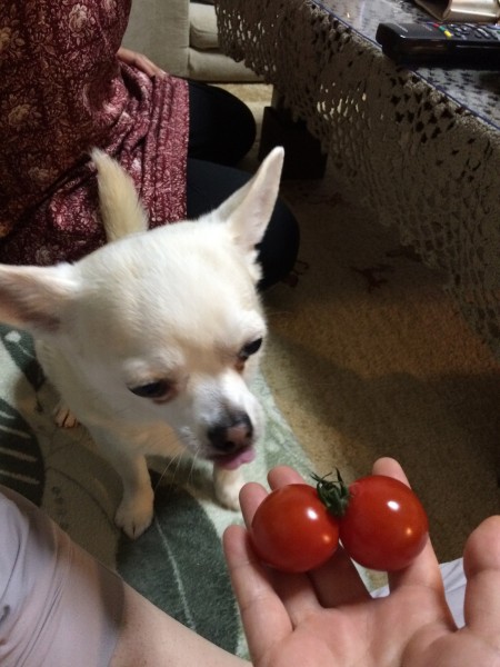 双子のミニトマト…食べたくて舌が出てます(笑)