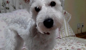 ひよっこりはんのシュナウザー