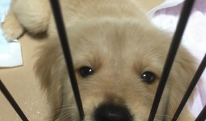 おうちにも慣れ 、イタズラ本領発揮！