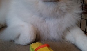 お姉ちゃんからの「お誕生日プレゼント！」