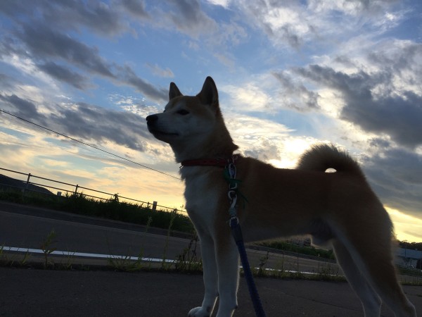 盆が過ぎ、空が高いぞ！もう秋か！！