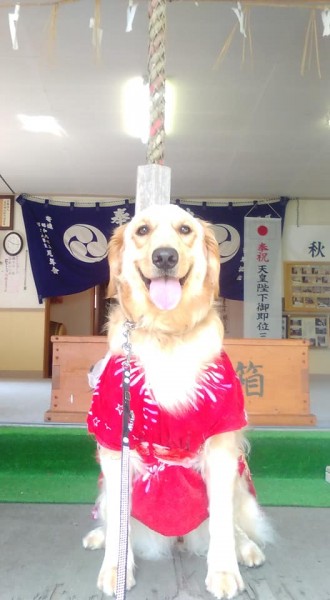 どうかセラピー犬の試験に合格できますように　ｂｙあみこ