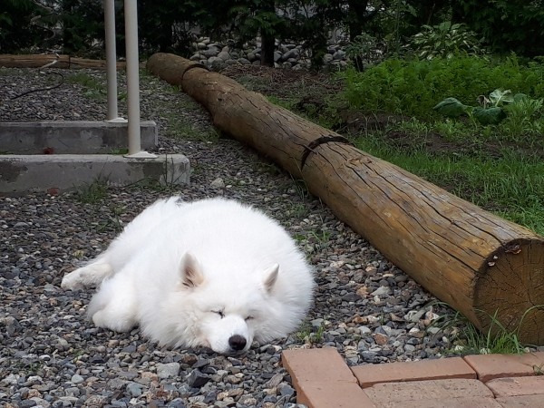 わが家のゴマフアザラシ、ひなたぼっこ中