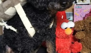 「基君の柔らかリュック、も～らった」