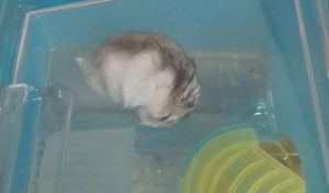 ダンゴムシのまねしておやすみぃ～zzz