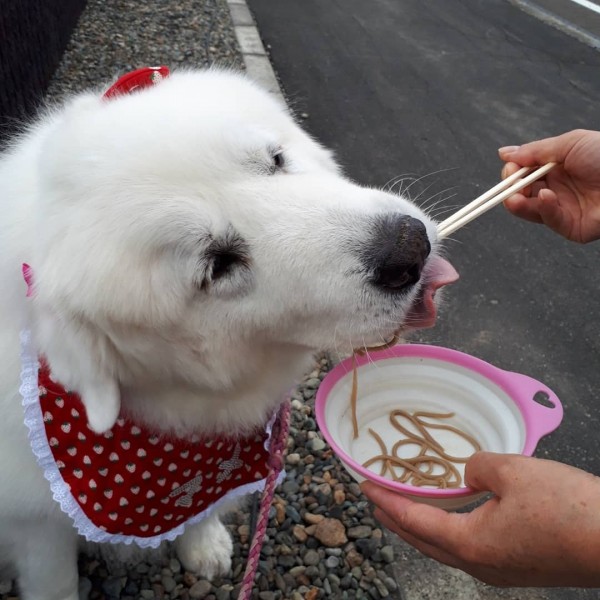 そば祭りでのおそば、おいしかったよ