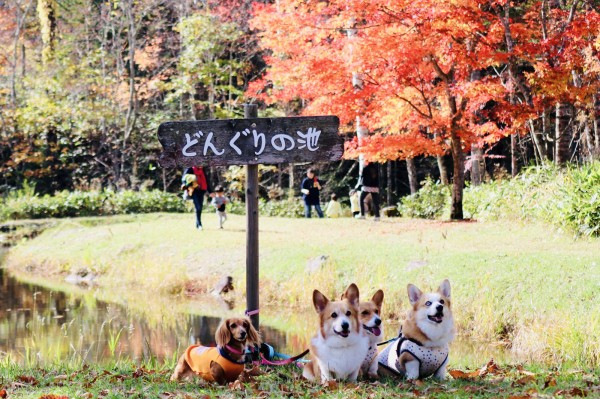 みんなで紅葉狩り。らいな しおん 蓬 蒼