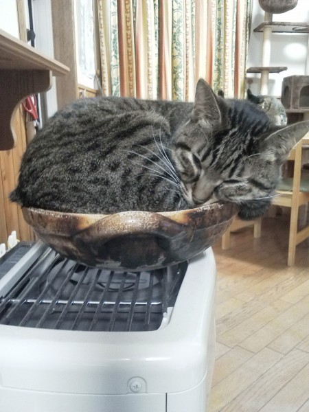 ストーブの上の土鍋でお休みのコムギちゃん！