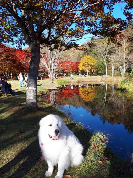 福原山荘の紅葉　今年も奇麗だったよ♡