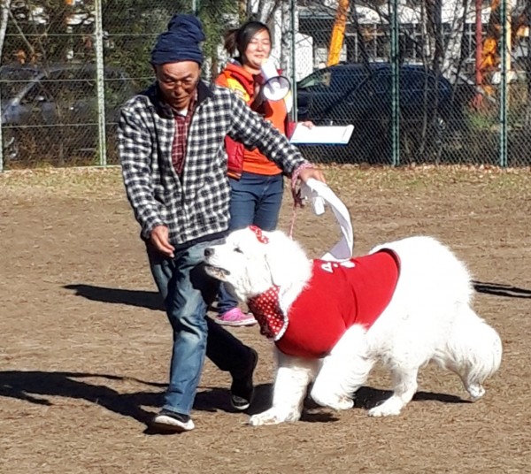 わんわん運動会