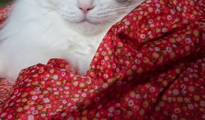 癒やされています