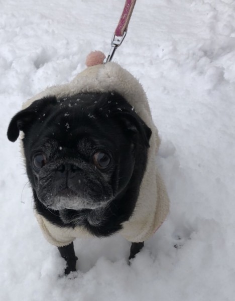 わーい！初雪だよo(^▽^)o