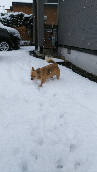 今年も、そろりそろりと歩くのだ