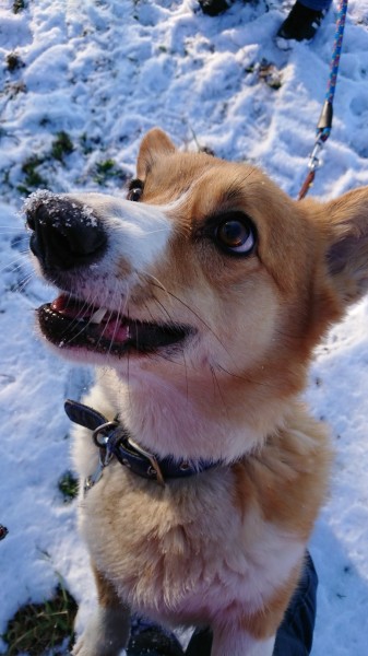 雪浴び、気持ちいい！大好き！