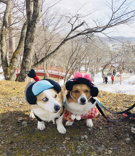 今年もよろしくお願いします！蓬＆蒼