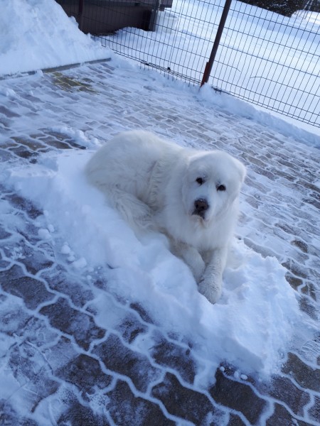 マメさ～ん、よけてくれないと除雪できません