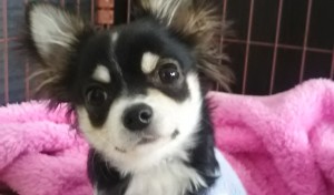 こたちゃんの 寝起き☆ 少し大きくなりました(^_^)