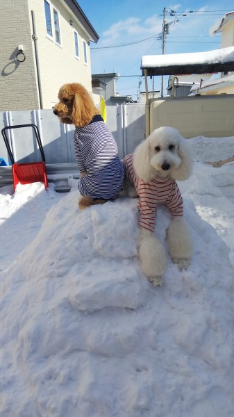 雪山登頂成功＼(^-^)／