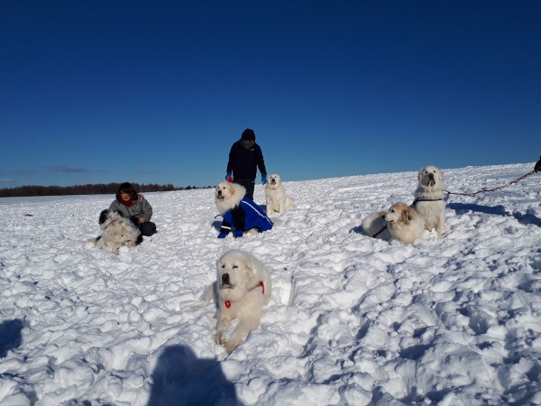 別海のお友達の牧草地で雪遊びしてきたよ♫