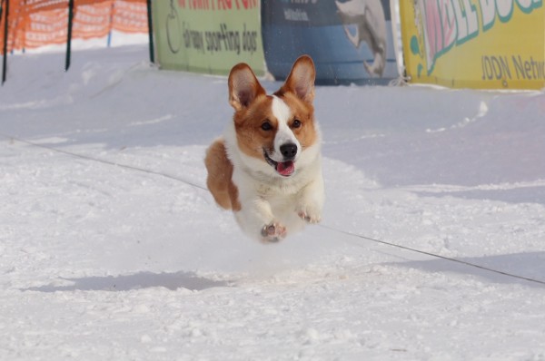 初めてのコーシングで飛行犬になった集！