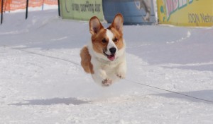 初めてのコーシングで飛行犬になった集！