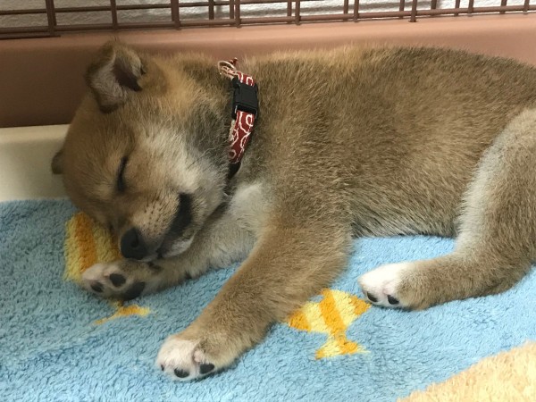 寝ているときは天使です