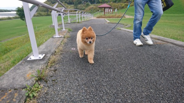 お散歩、大好き！