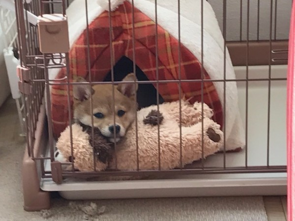 いつも大暴れするむぎちゃん…ケージから出られません(-_-)zzz