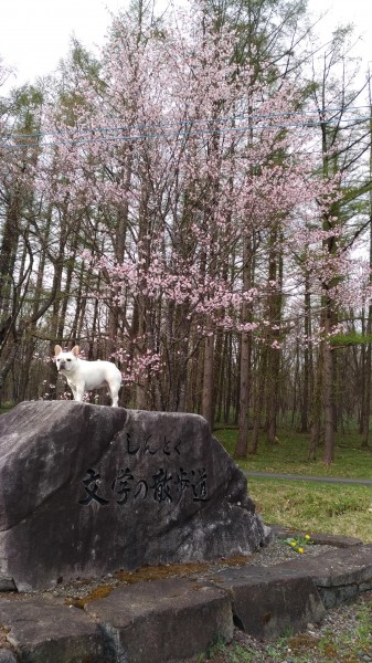 新得にもやっと桜が咲いてくれました