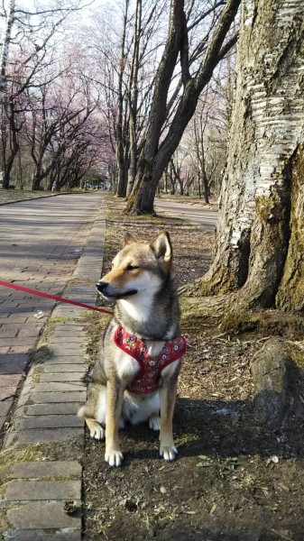 花見中