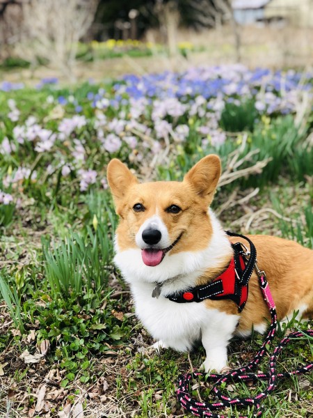 おじいちゃんのお花畑にもいっぱい咲いたよ 蓬