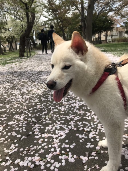 桜のじゅうたんでまったり