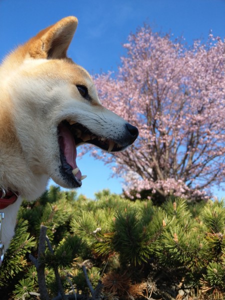 さんぽの途中でちょっとお花見