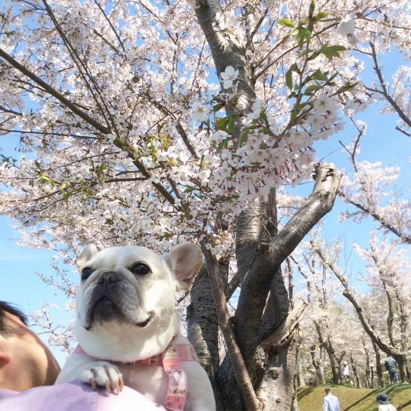 桜が咲きました