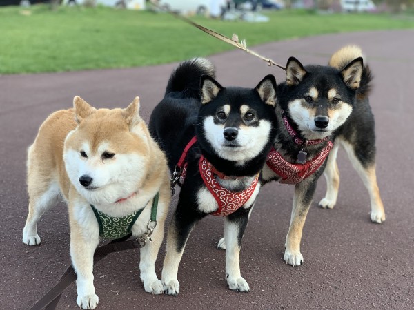 お友達と仲良くできるよ♫