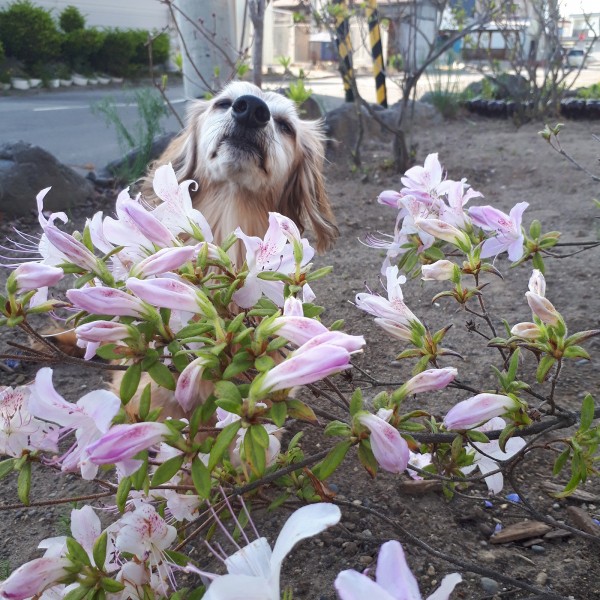 花のいい香りがたまんねえ～～～