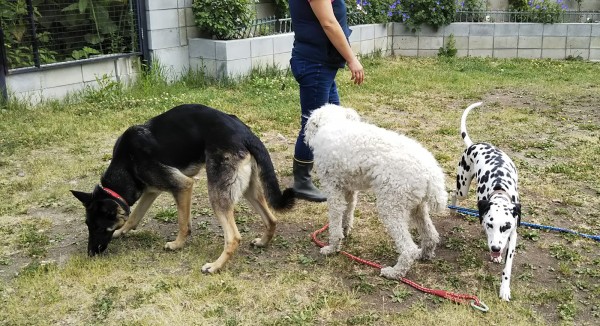 わが家のワンコもドックランで大満足！