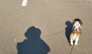 犬の散歩。まっすぐだね～～～