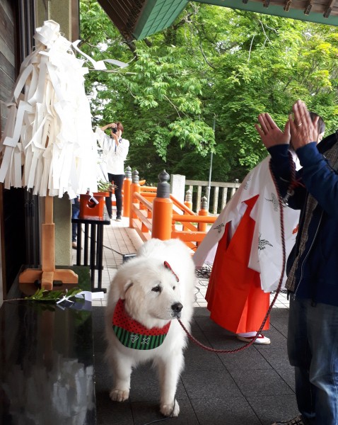 犬康祈願してきたよ♡