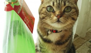 ラブちゃん、日本酒大好き！！(笑)