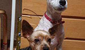 トリミングに行ってきて、すっきりしたワン！