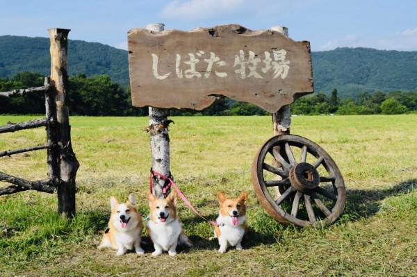 わが町のロケ地、しばた牧場いってきたよ　蒼 しおん 蓬