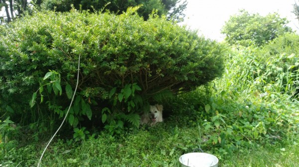 暑いから木陰に避難