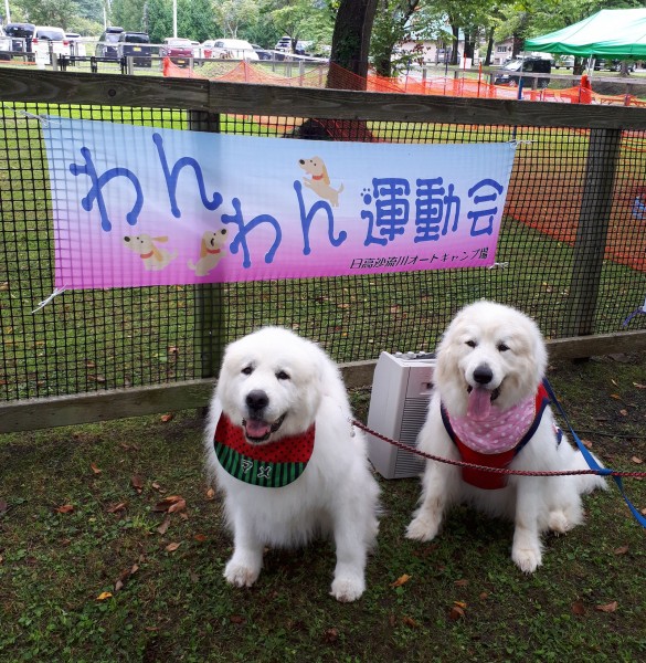 わんわん運動会楽しかったよ♫