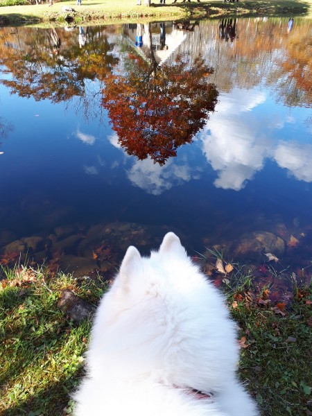 逆さ紅葉と秋の空、サモさん何を思う？